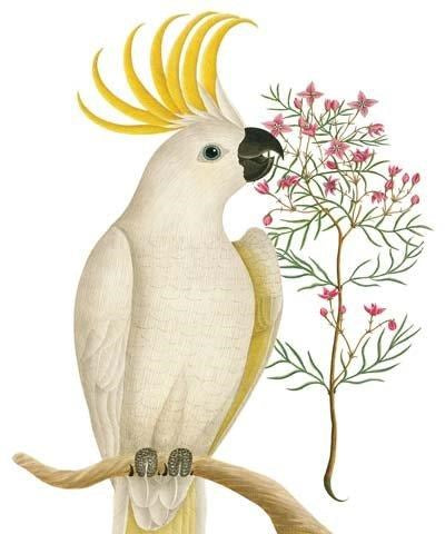 White Cockatoo Greeting Card