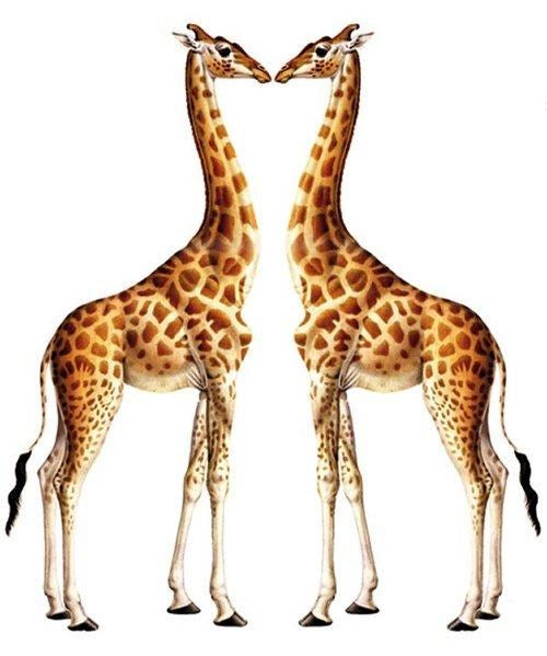 Giraffe Greeting Card