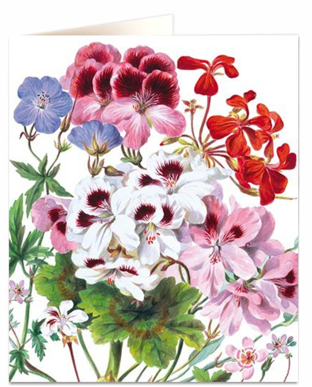 Geranium Card